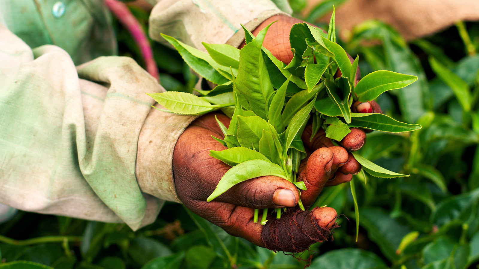 Artisan, Hand Crafted Tea