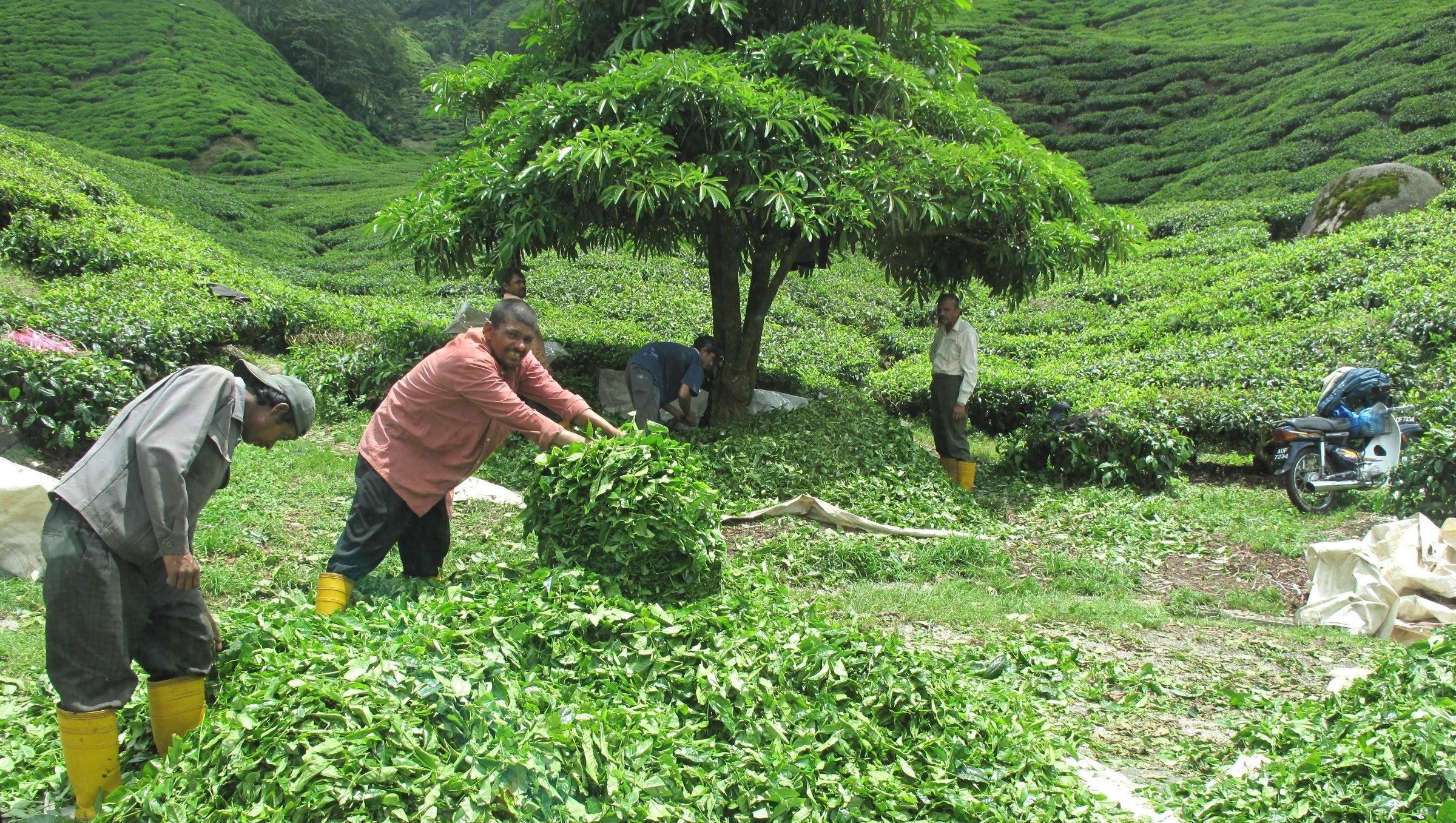 tea farm