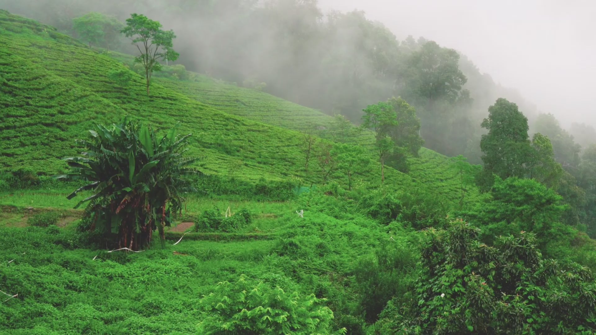 Load video: Tea Journeys Banner small