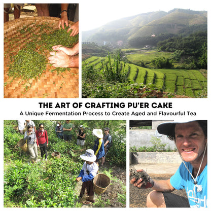 A unique fermentation process to create aged and flavourful tea